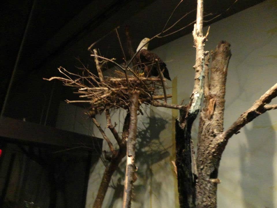 Cultural History Exhibits