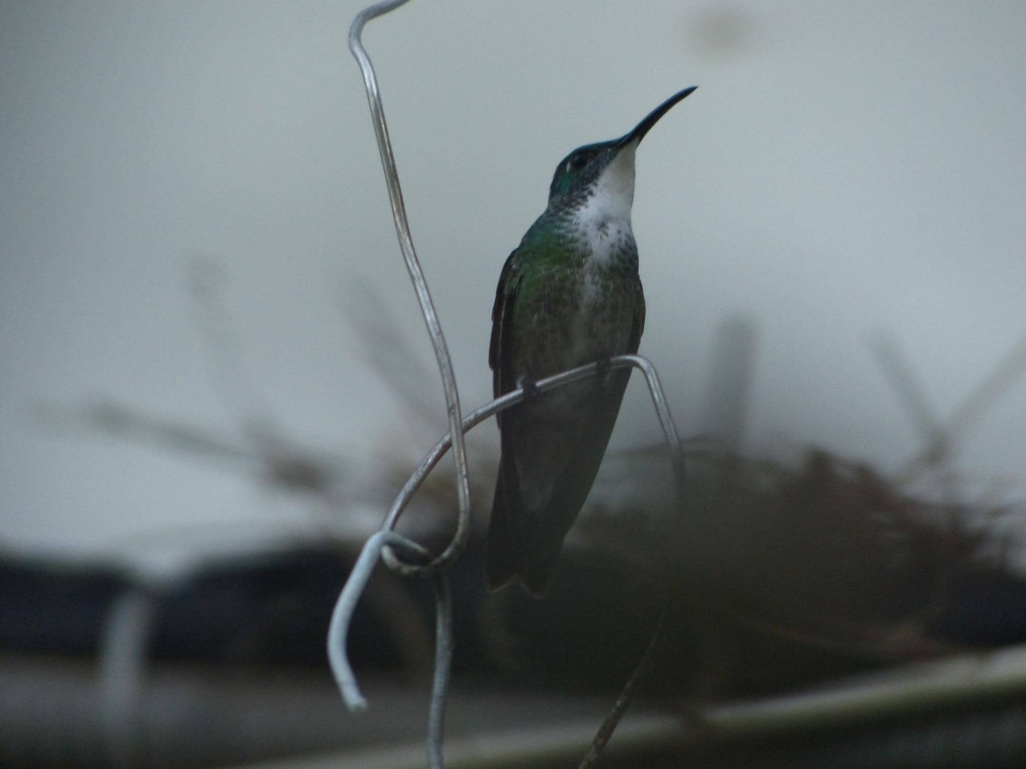 Authentic Trinidadian Cuisine