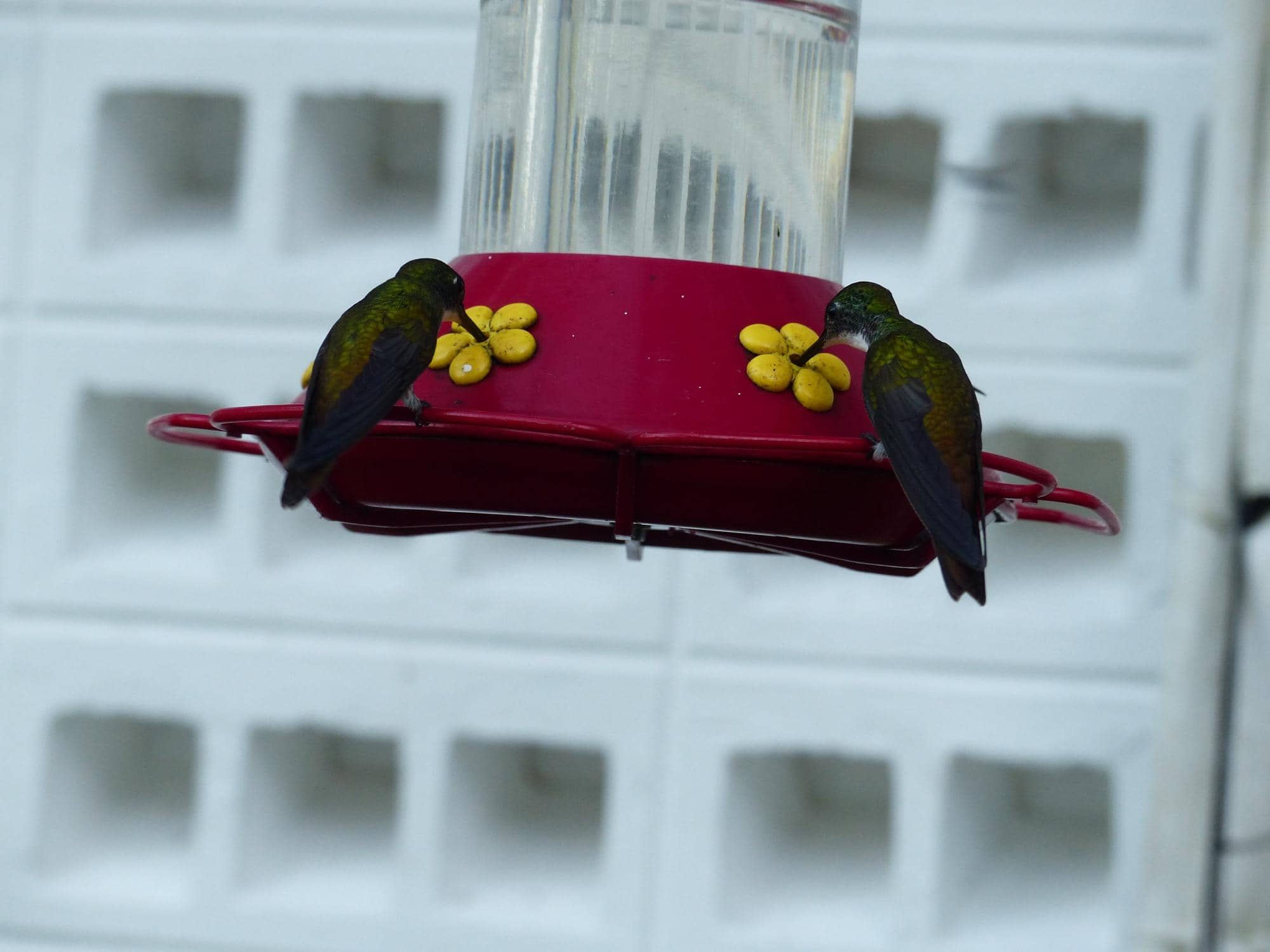 Expert Insights from Hosts