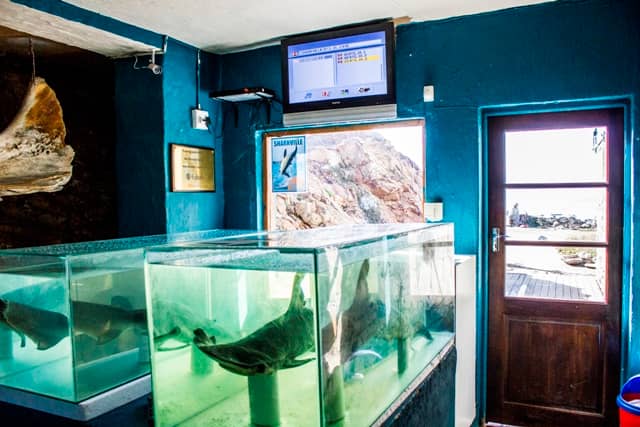 Octopus and Marine Life Exhibits