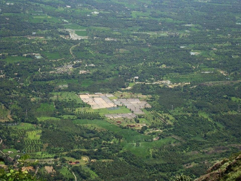 Surrounding Tea Estates
