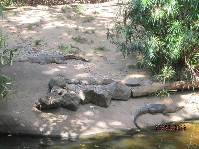 Kangaroo & Wallaby Feeding
