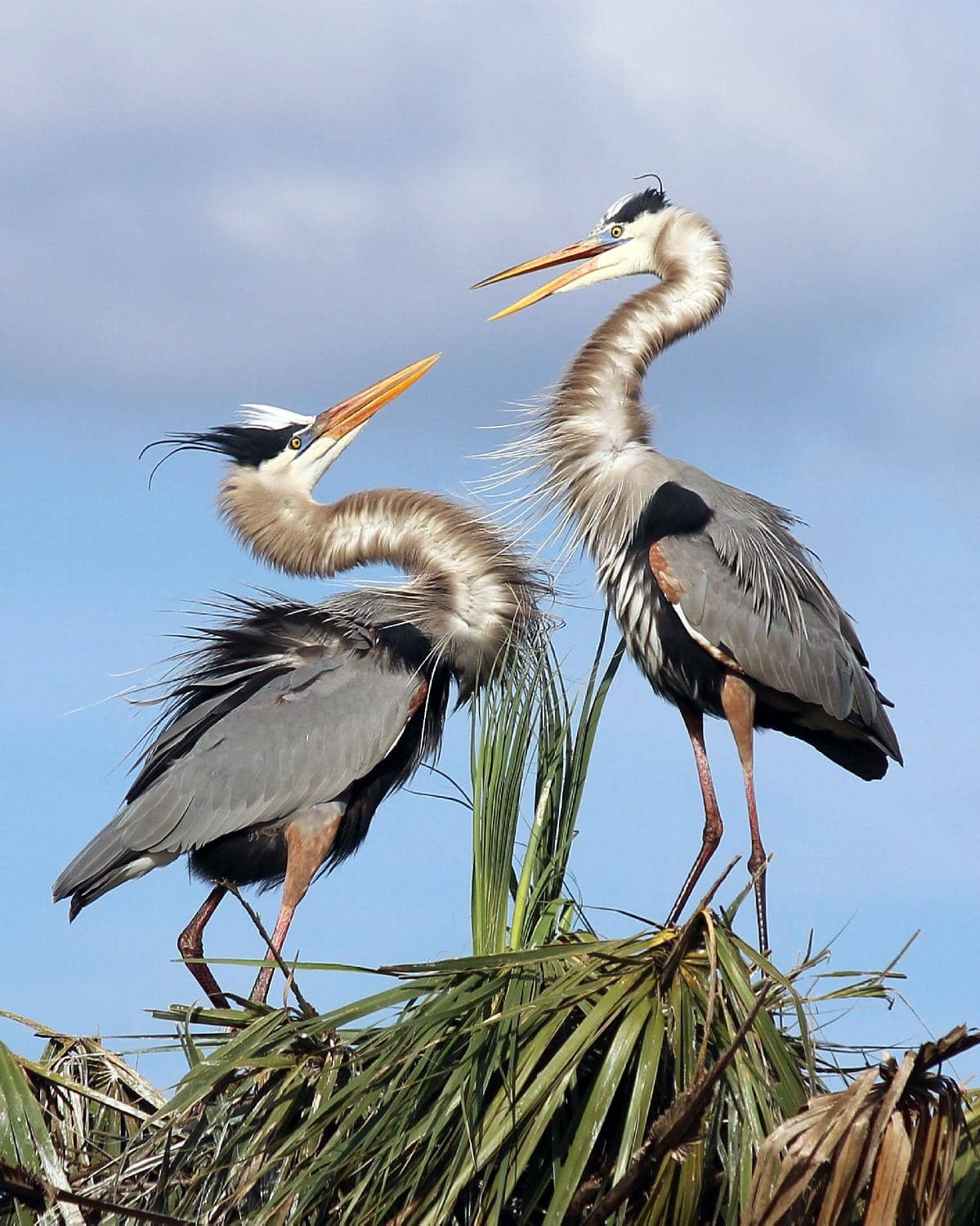 Abundant Alligator Sightings