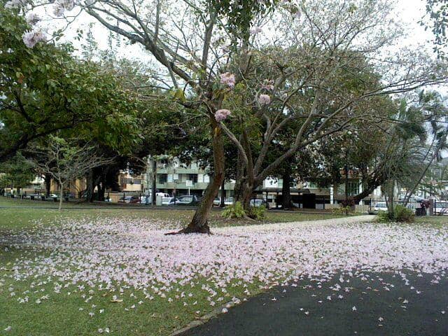 Tranquil Nature Walks