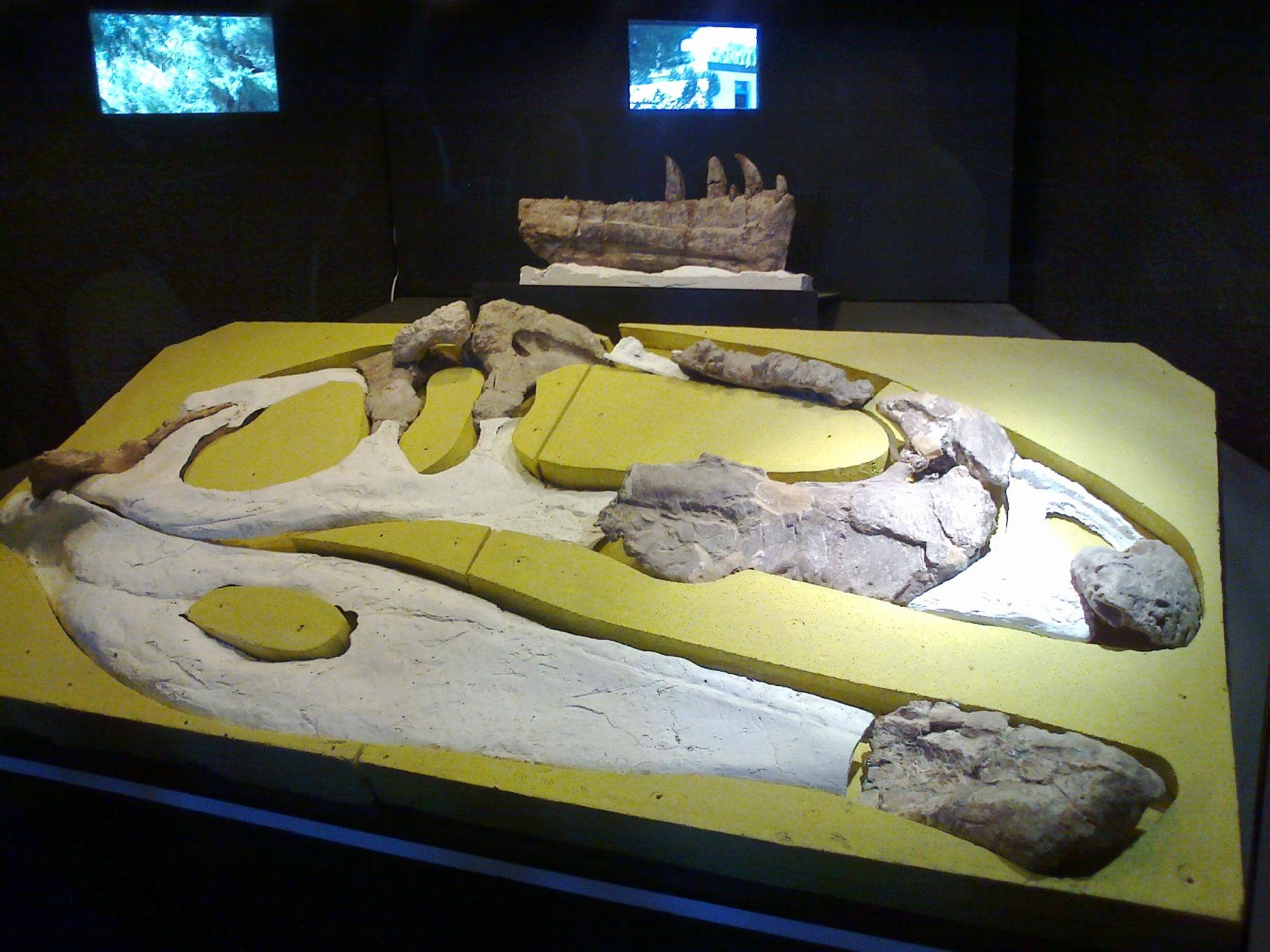 Dinosaur Footprints