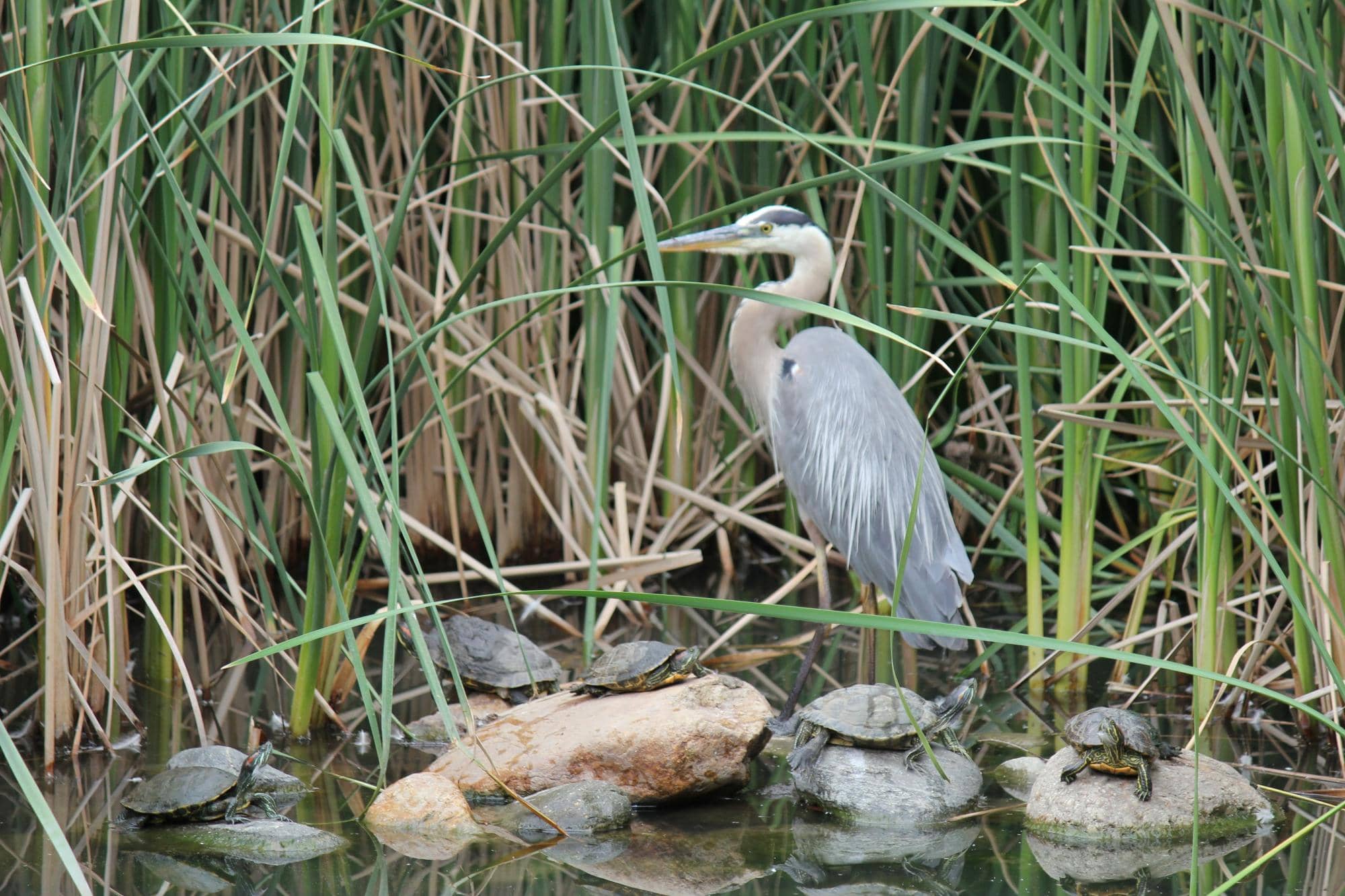 Diverse Plant Collections