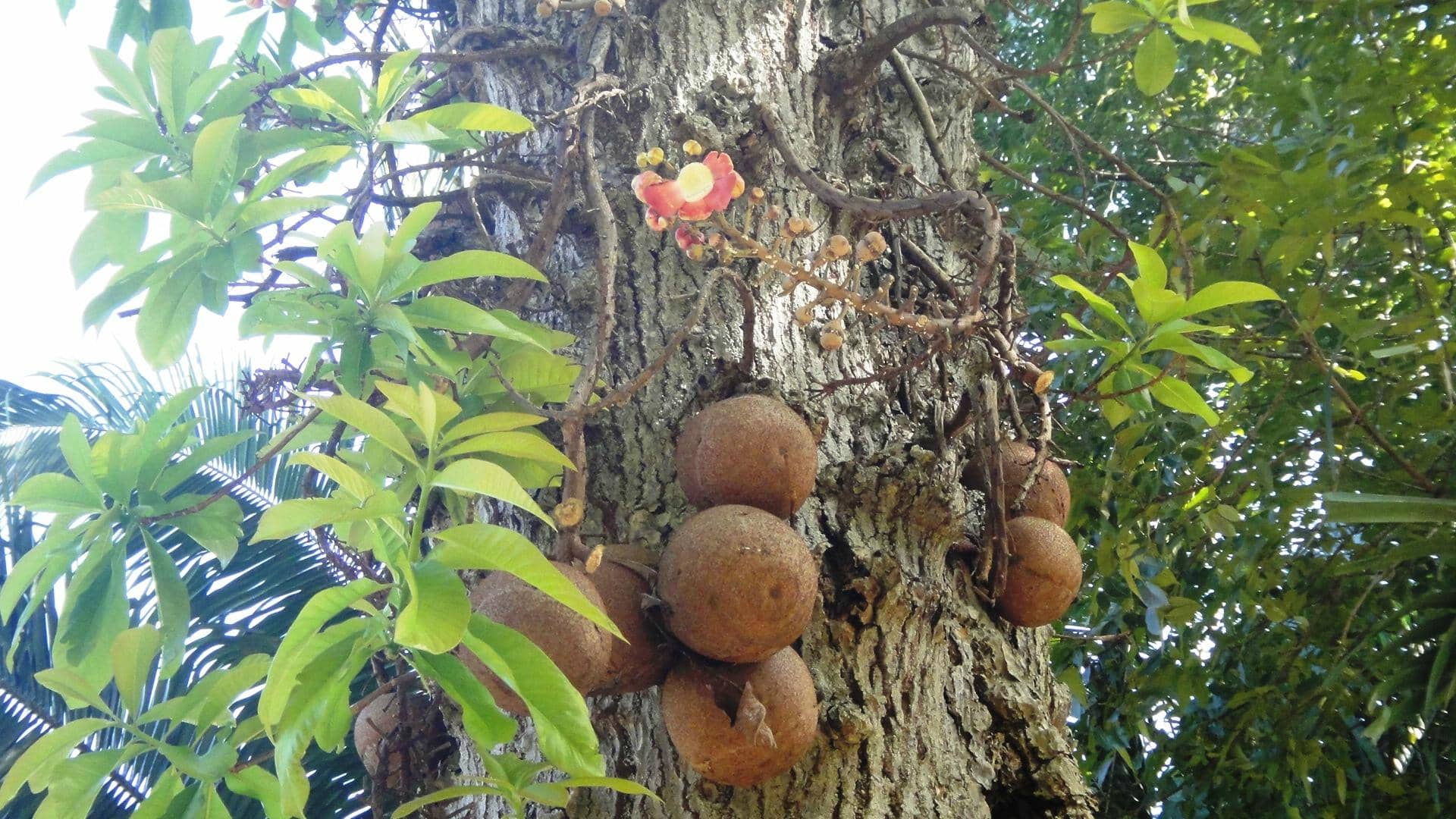 Panoramic City Views