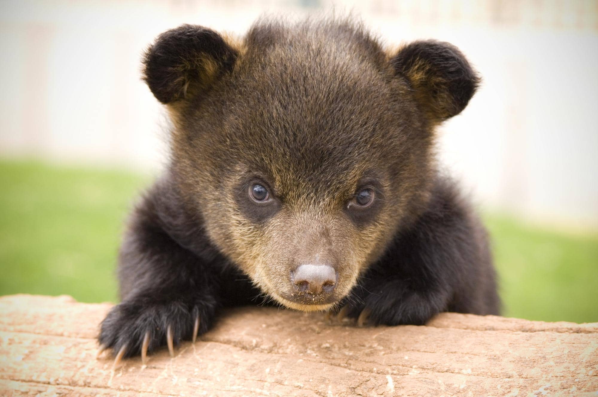 Baby Bear Playtime