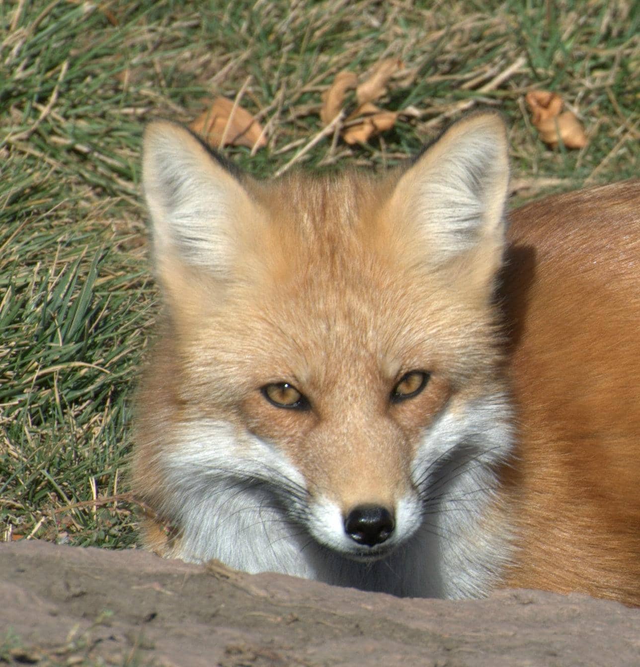 Diverse North American Wildlife