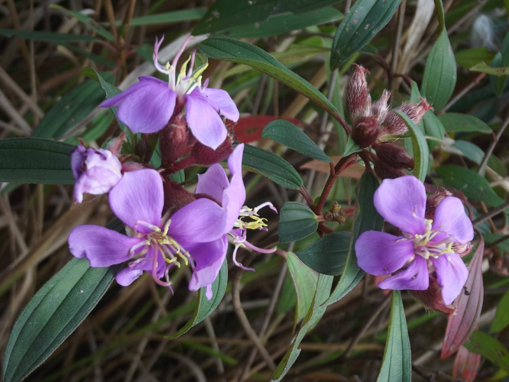 Haew Narok Waterfall