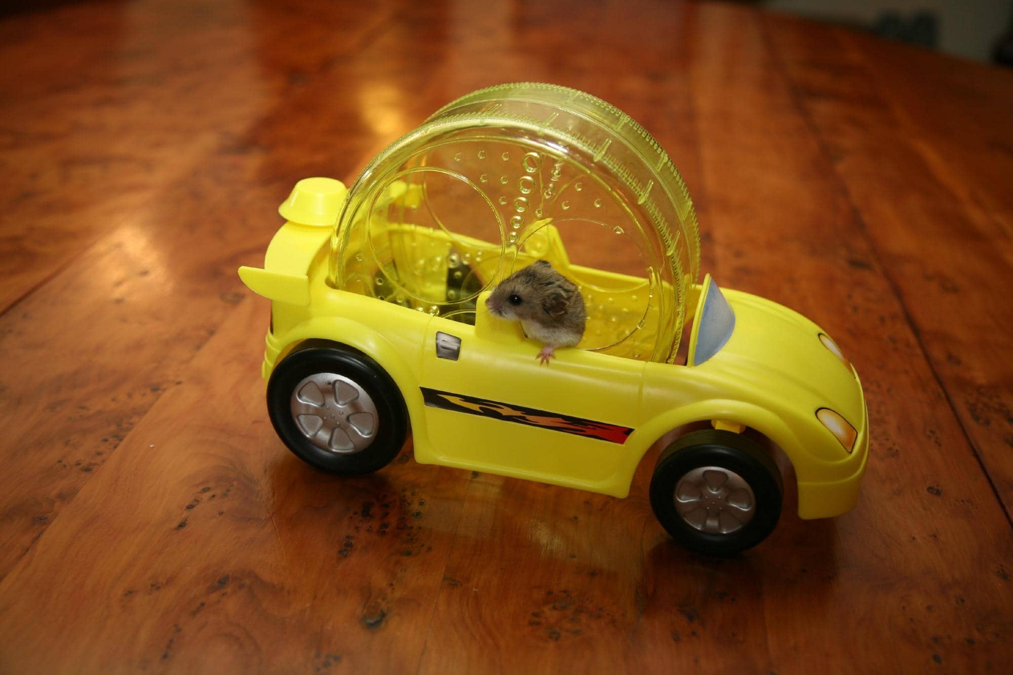 Adventure Playgrounds