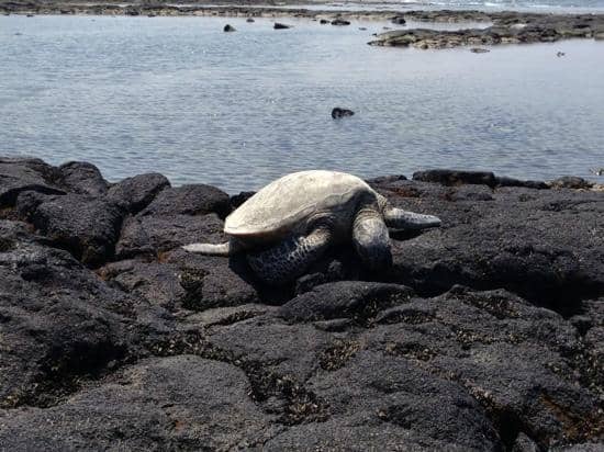 Honu Haven