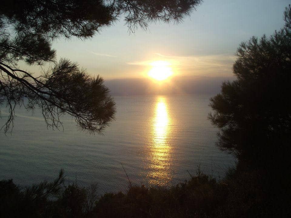 Natural Shade by the Pines