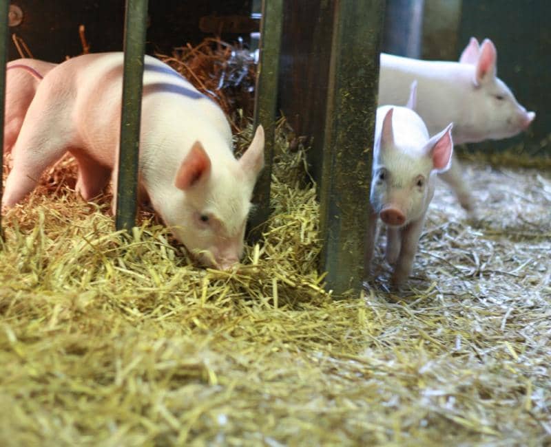 The Rockery and Grotto