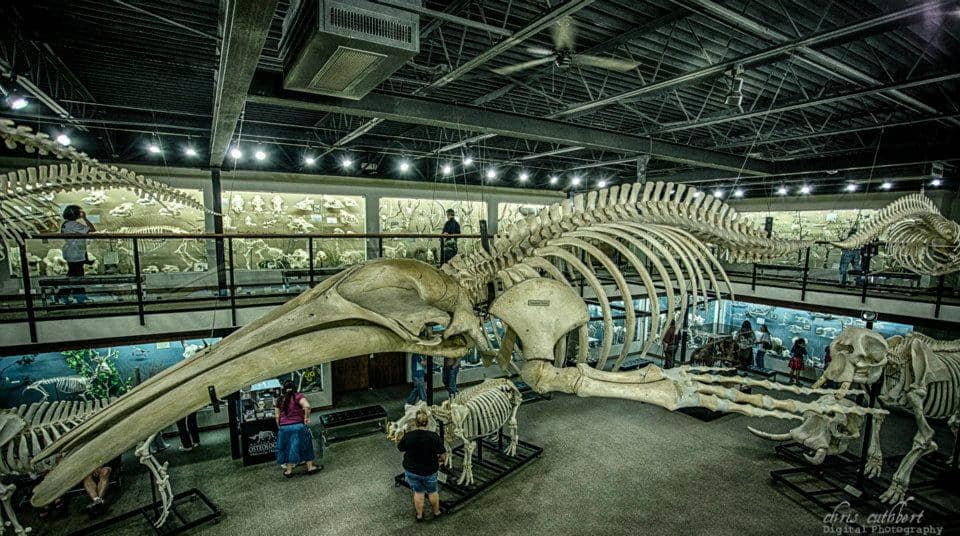 Forensic Night Events