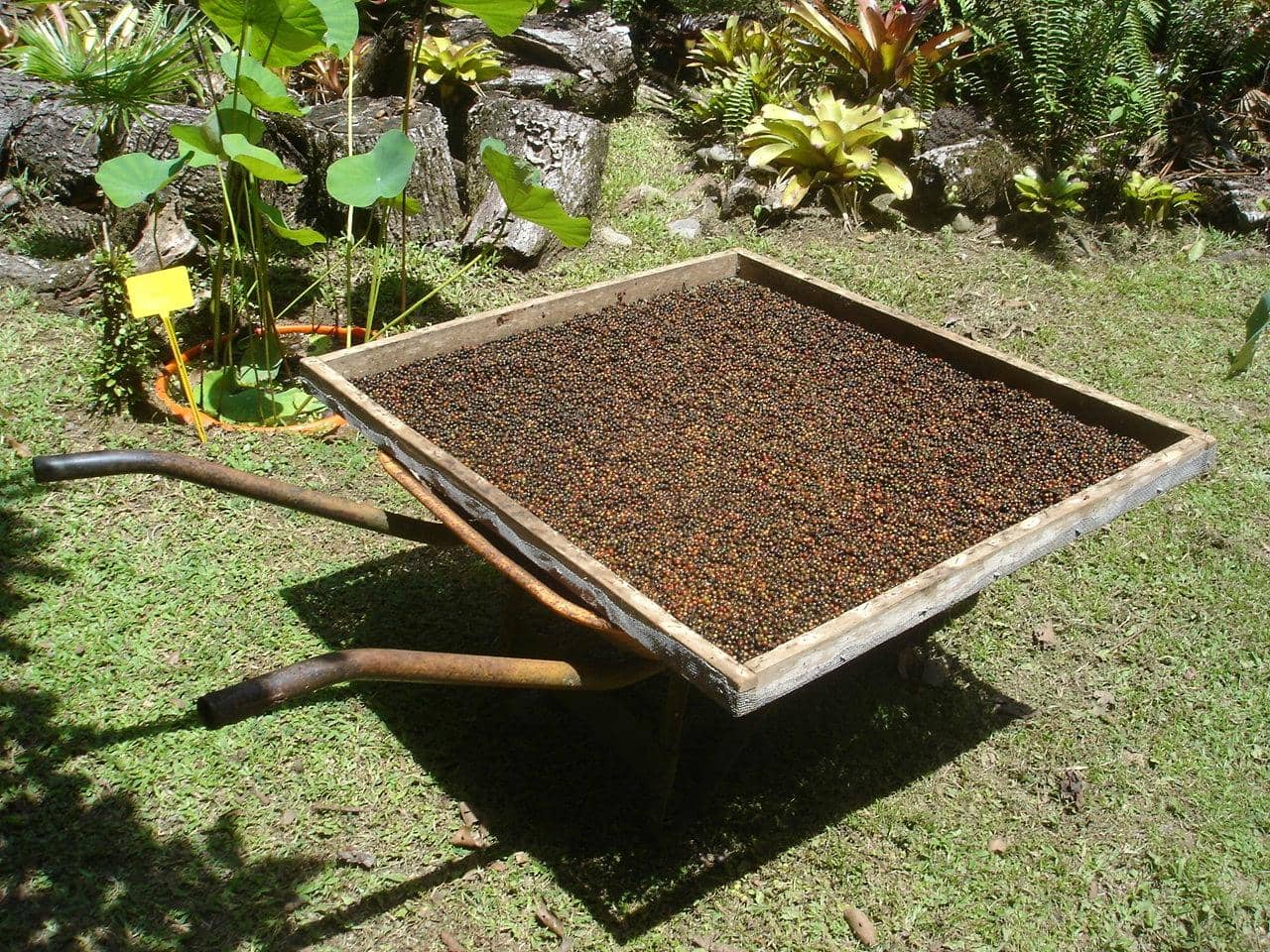 Jungle Trails & Giant Roots