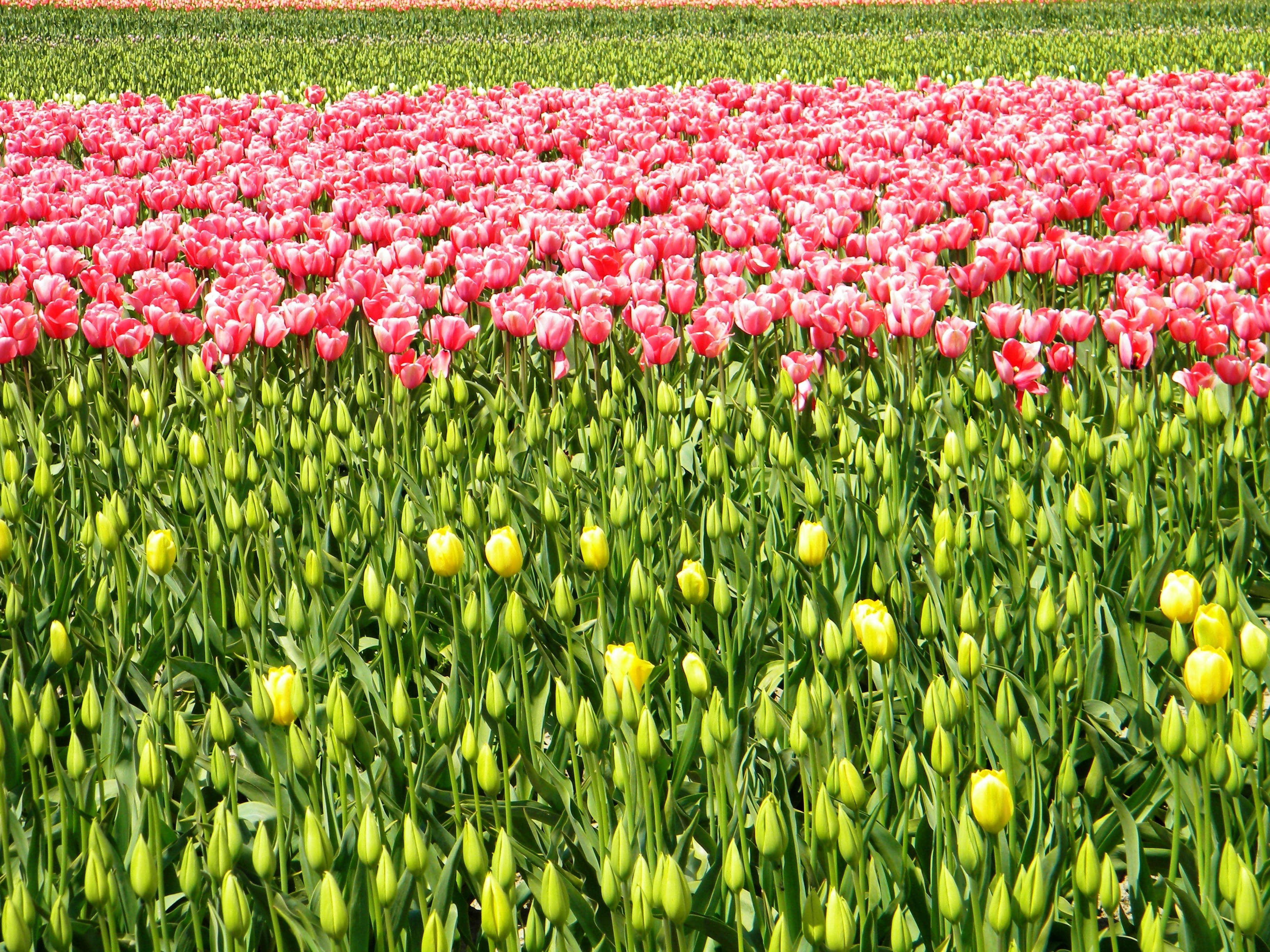 Wagon Ride Through Blooms