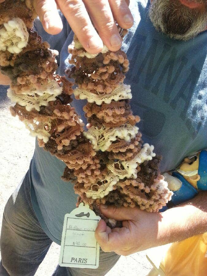 Waterfront Promenade