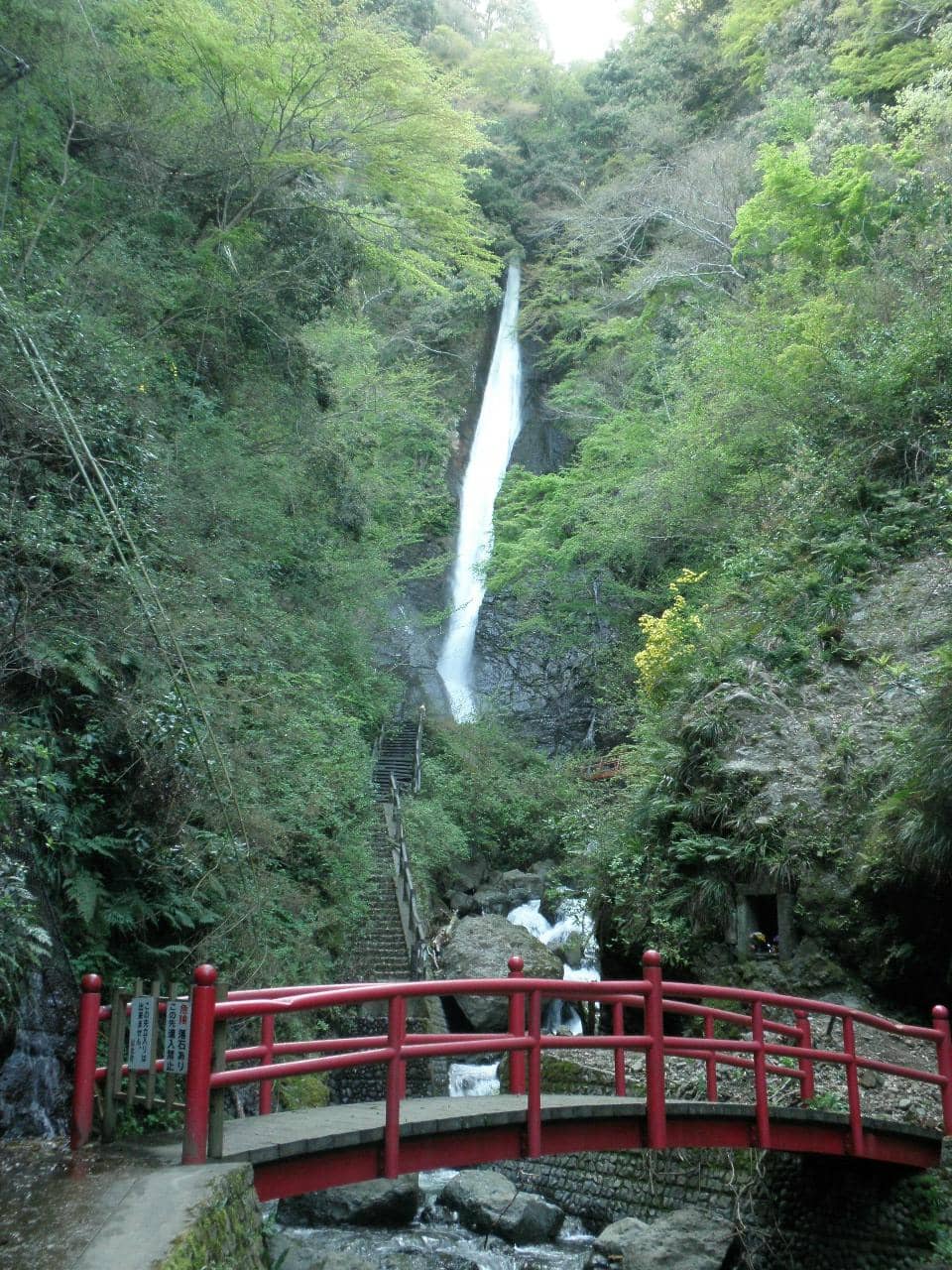 Moss-Covered Pathways