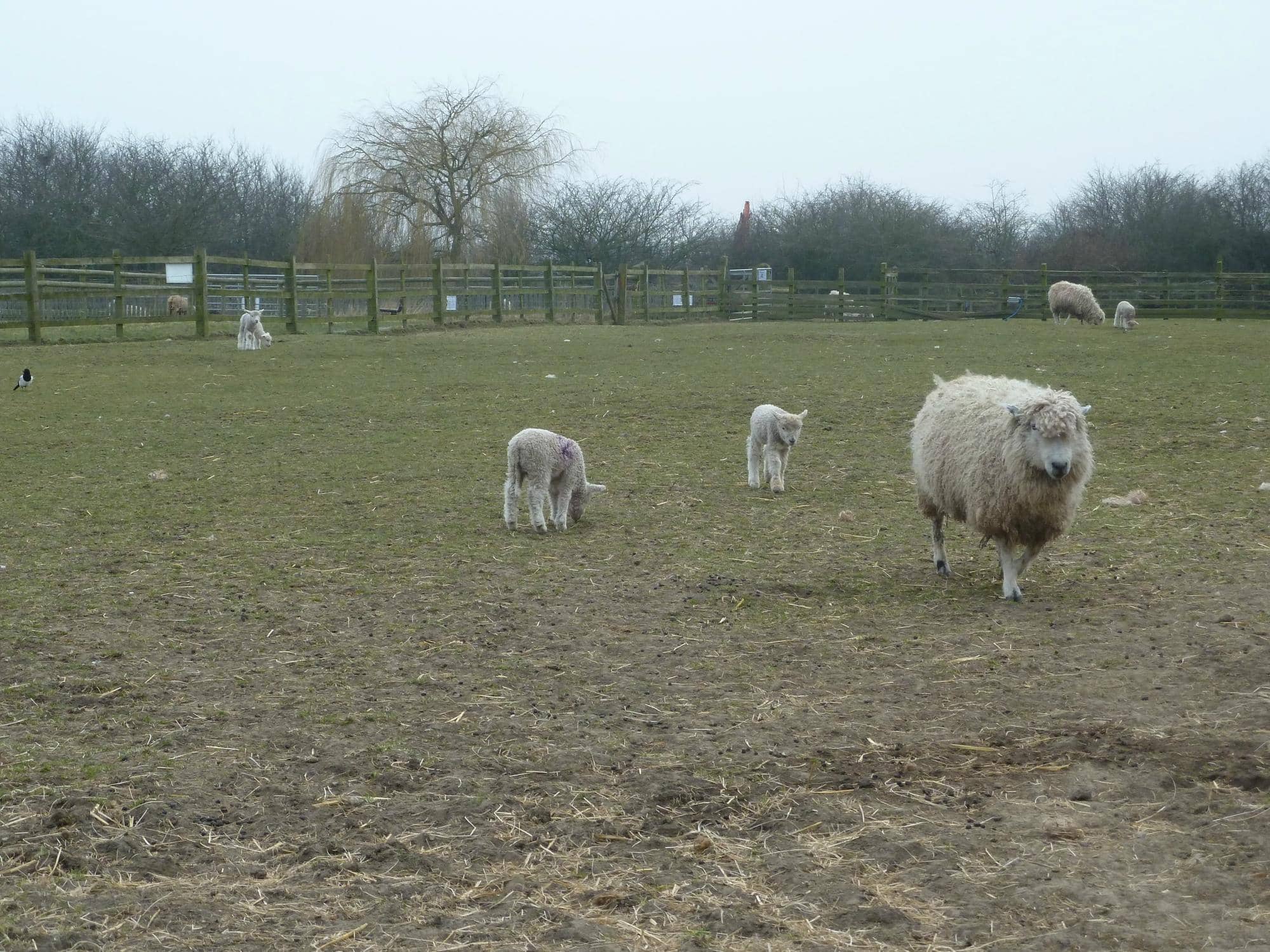 24/7 Fresh Milkshakes