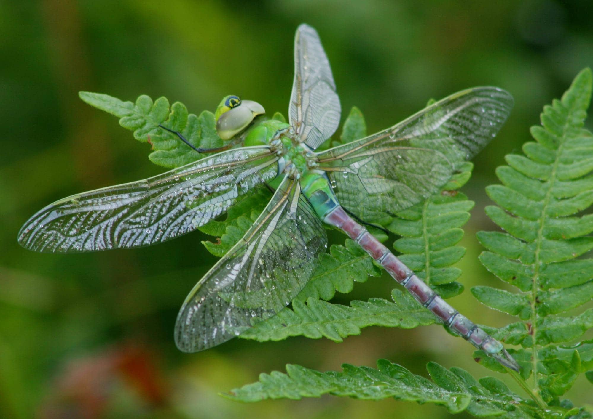 Wildlife Viewing from Your Car