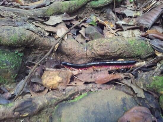 Summit Trail (Gunung Serapi)