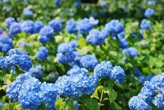 Vibrant Flower Gardens