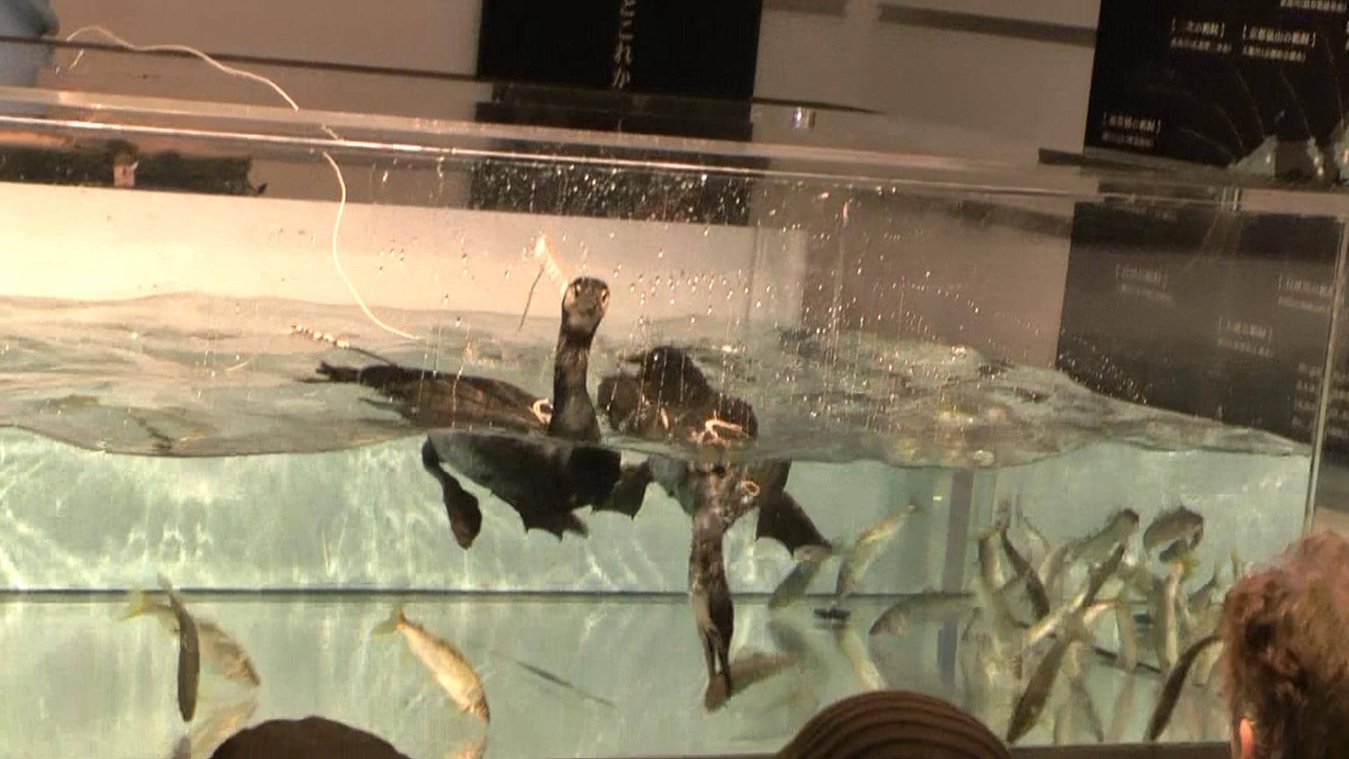 Cormorant Fishing Videos