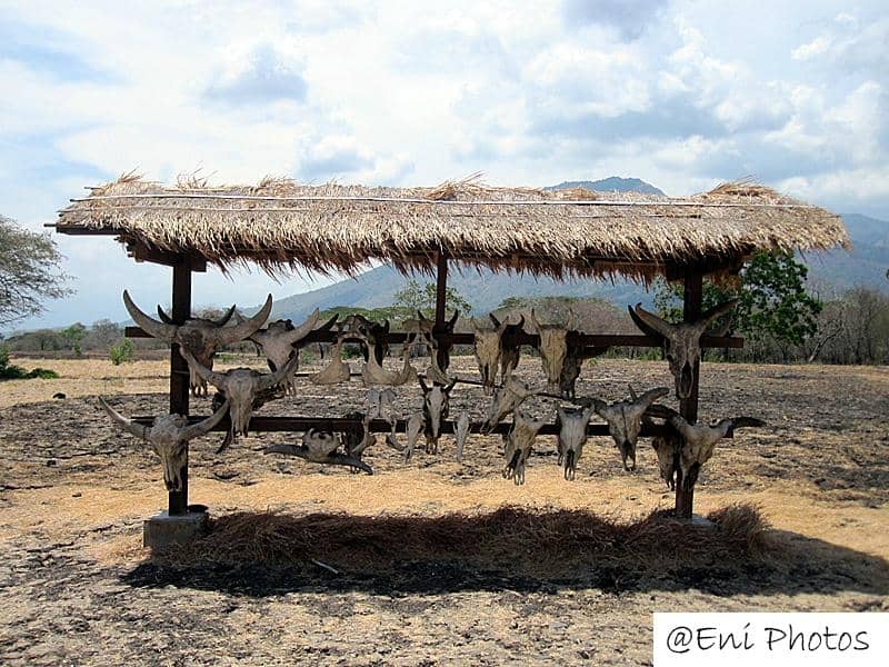 Acacia Tree & Animal Skull Area