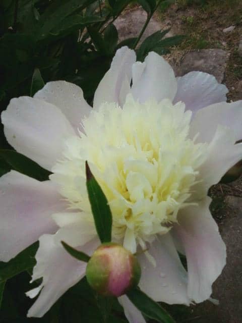 The House and Studios