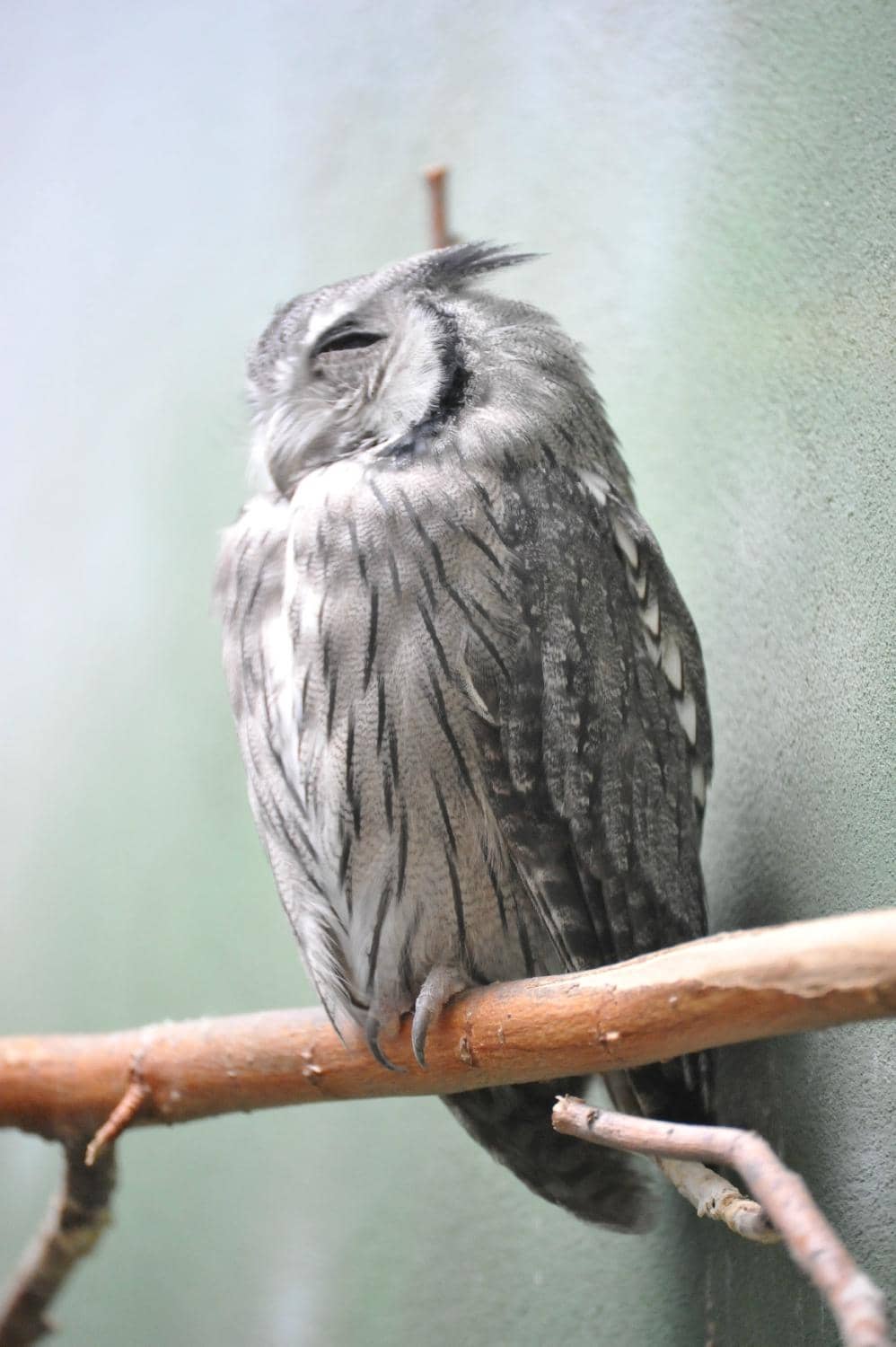 Interactive Petting Zoo