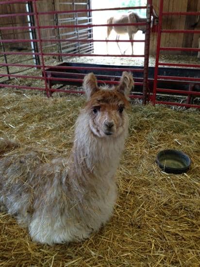 Exotic Animal Viewing