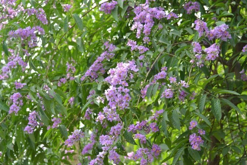 Horticulture Shop & Greenery