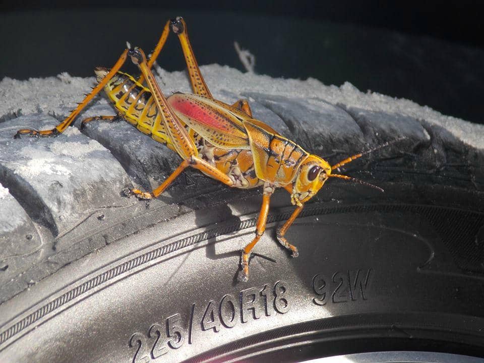 Big Cypress Bend Boardwalk