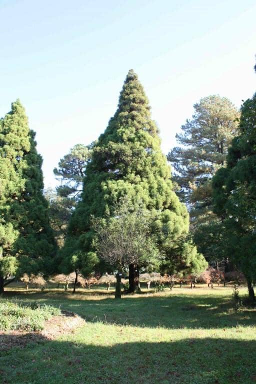 Adrenaline Rush: Zipline Adventure