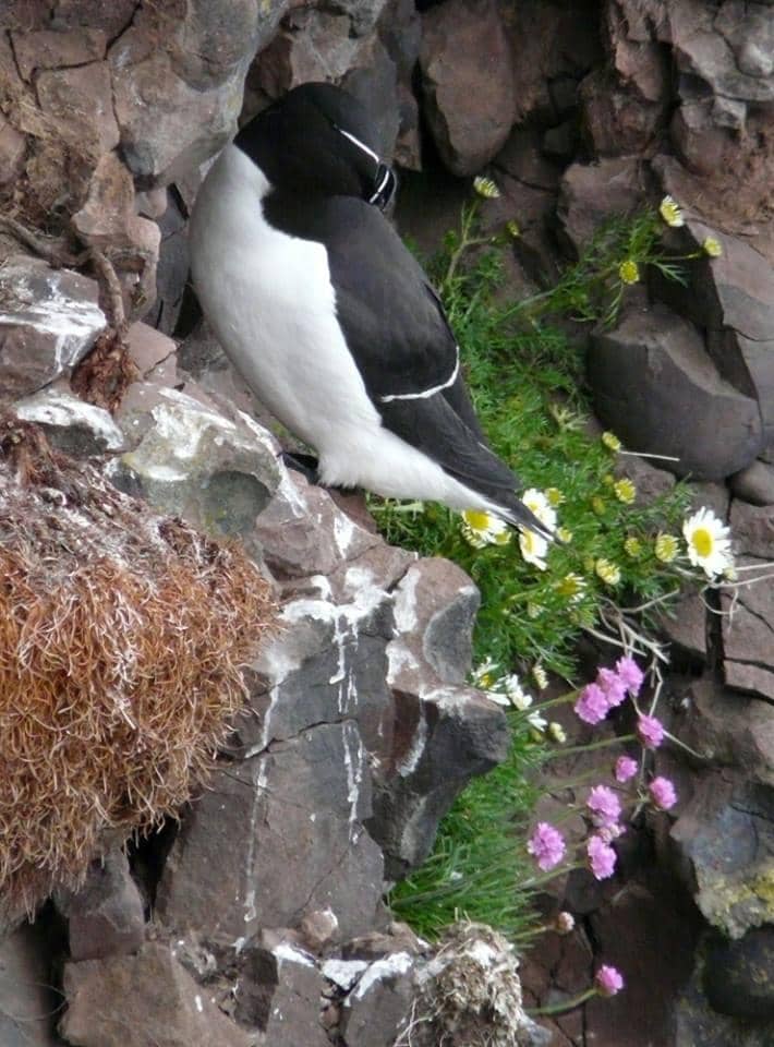 Puffin Paradise