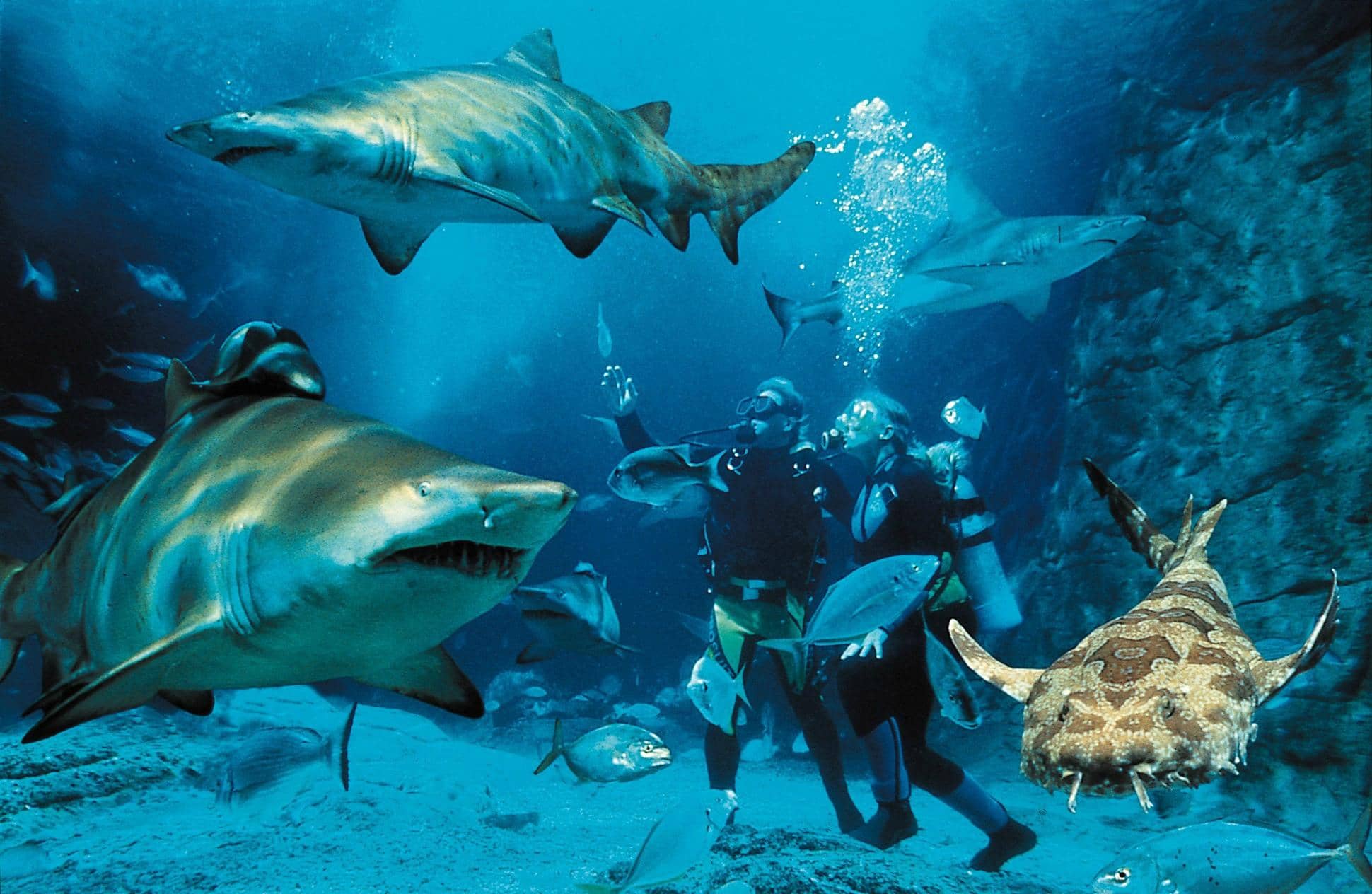 Shark Feeding Frenzy