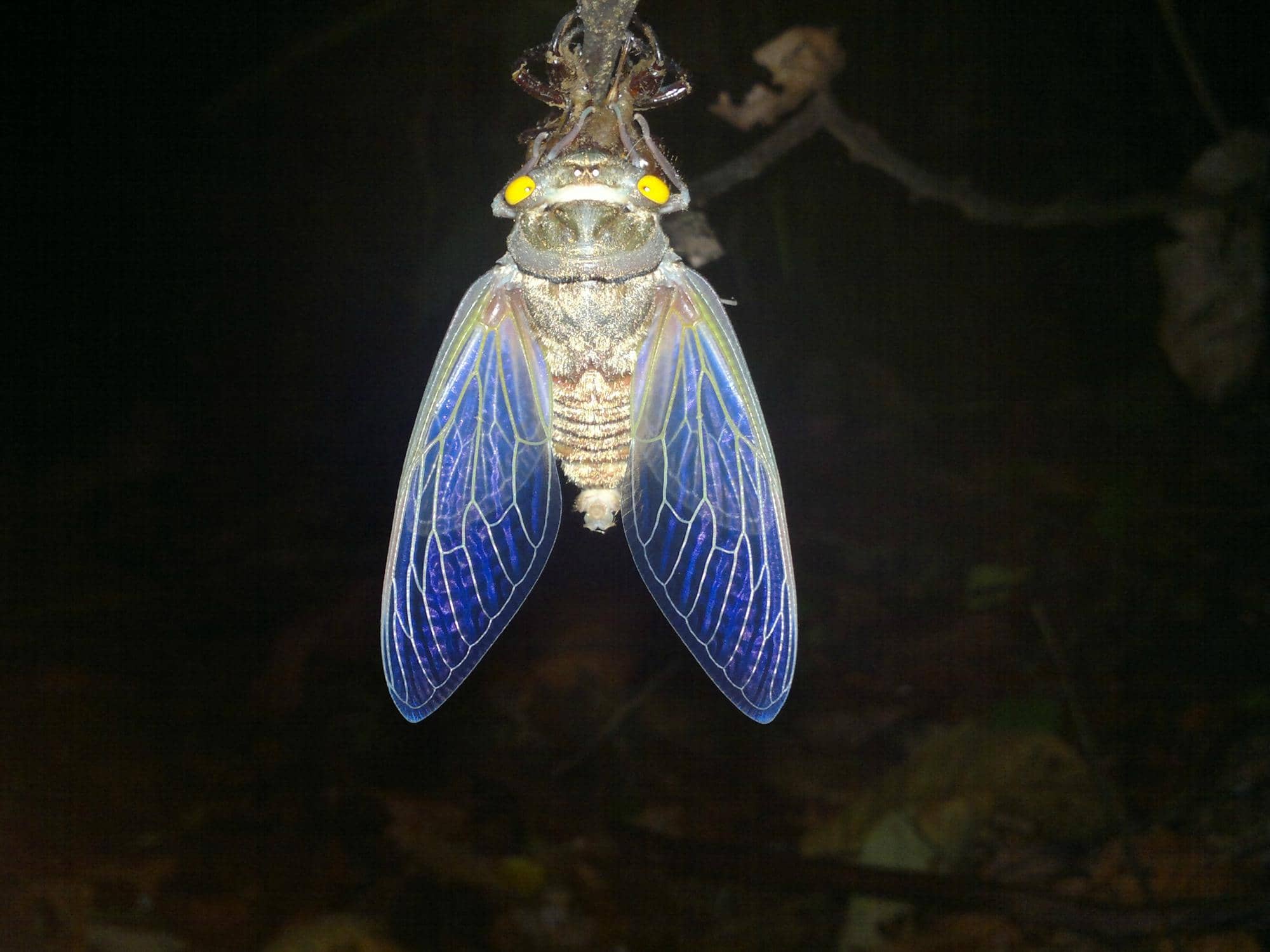 Arenal Volcano Views