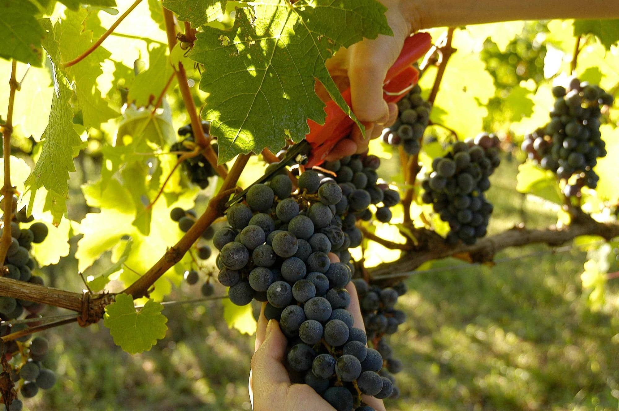 Vineyard Tours & Tastings