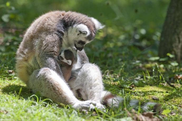 Walk-Through Animal Trails