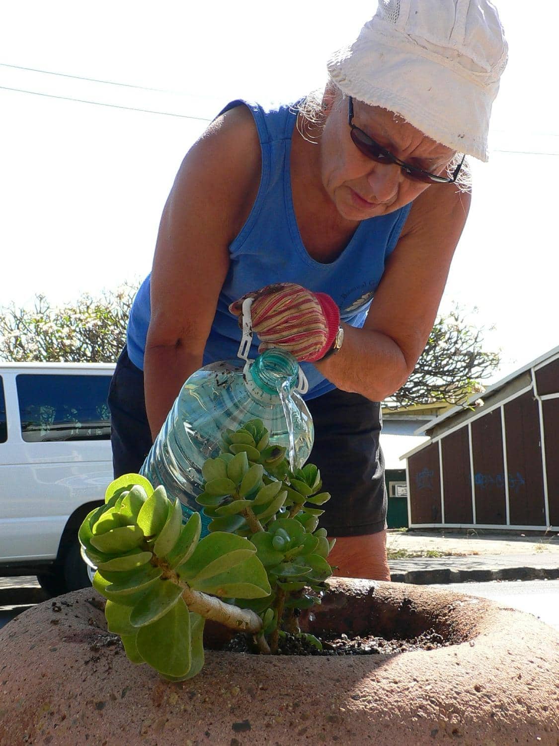 Native Hawaiian Plants