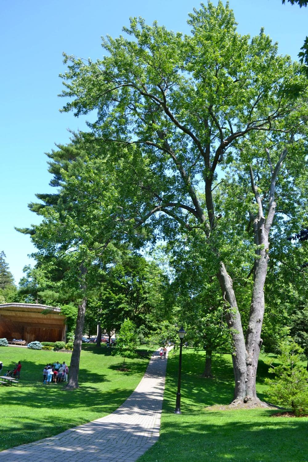 Mature Shaded Trees