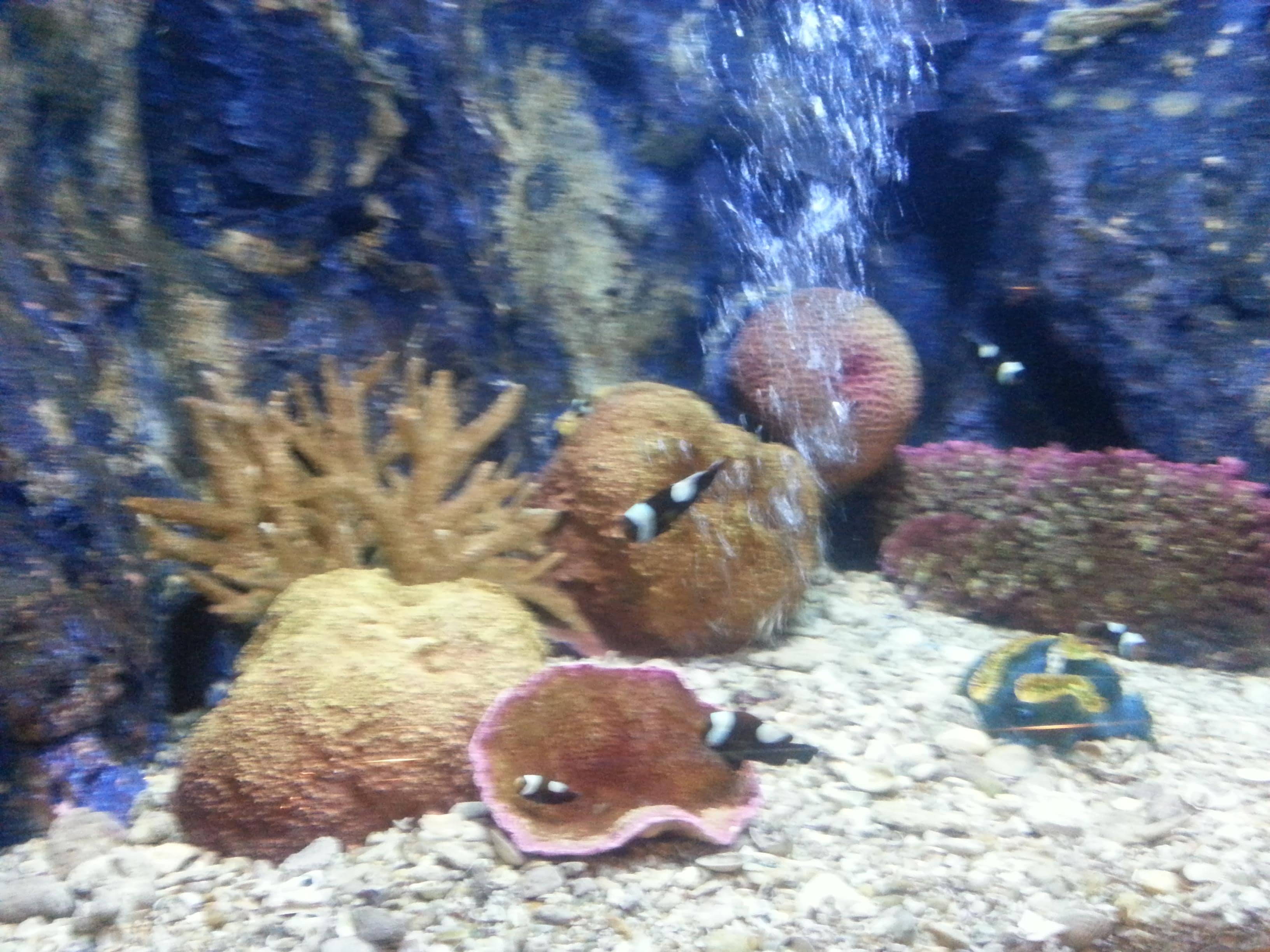 Diverse Marine Life Tanks