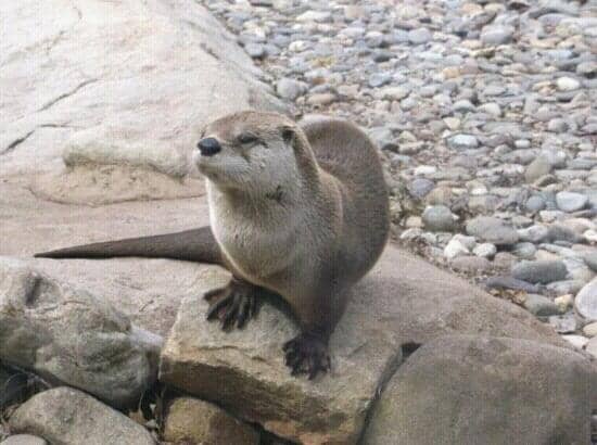 Rothrock Red Panda Peak