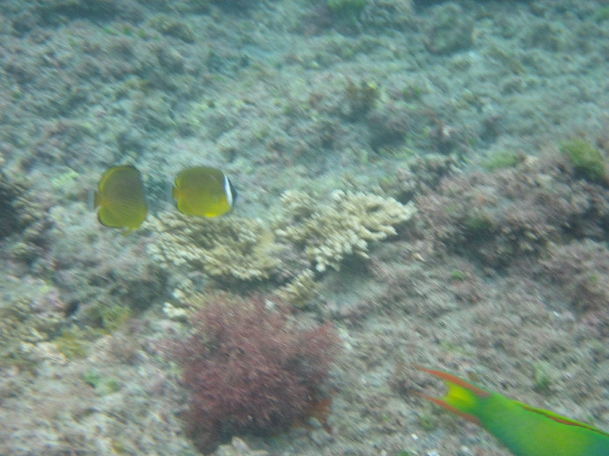 Snorkeling Adventures