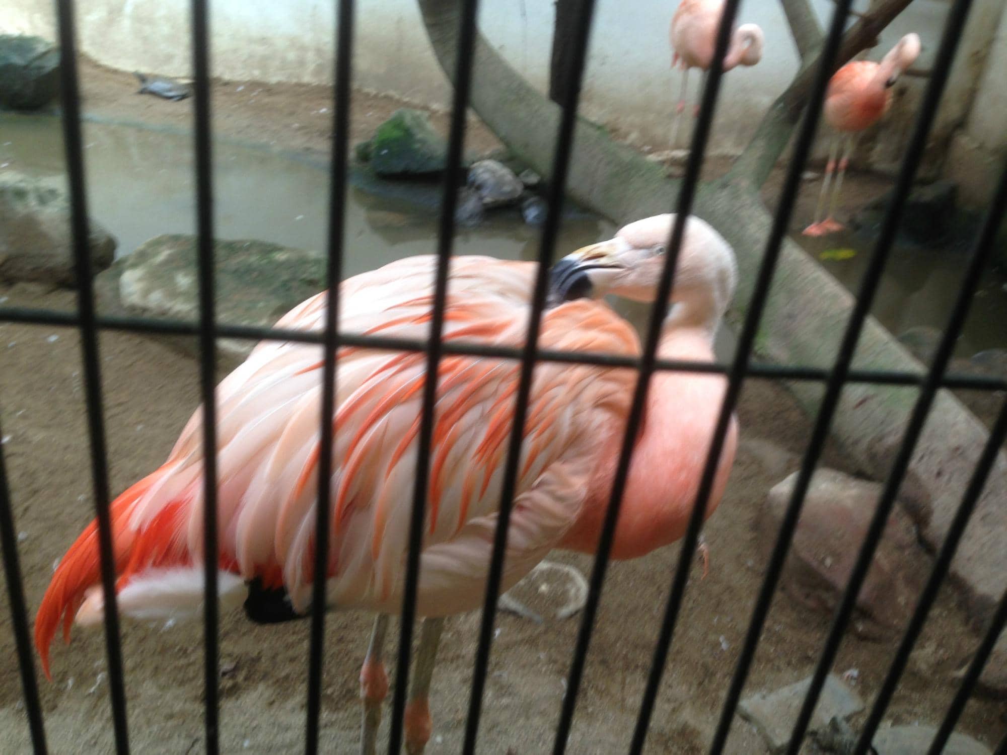 Close Encounters with Small Animals