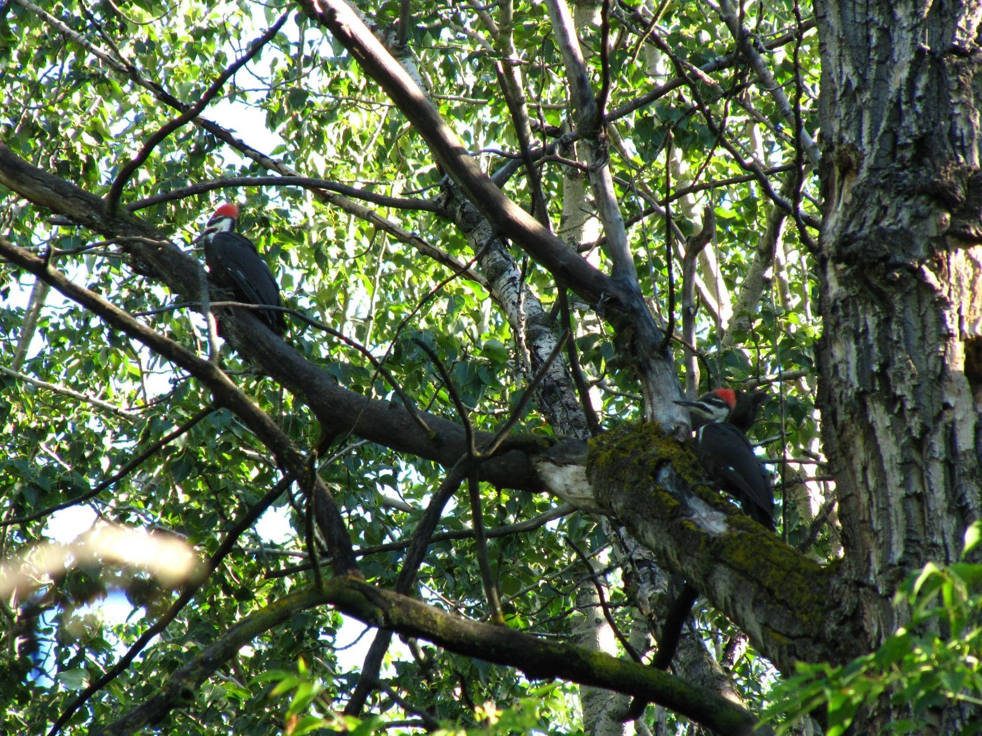 Imagination Grove & Harmony Garden