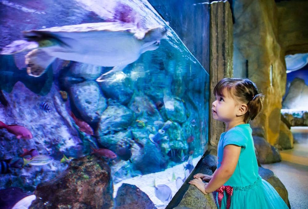 Interactive Touch Pools