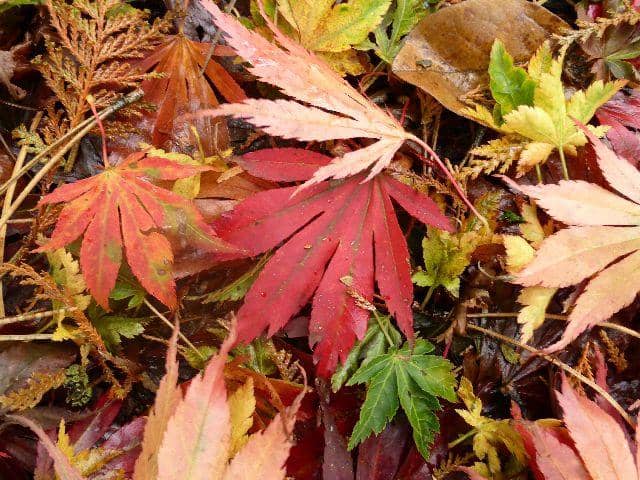 Autumn Foliage
