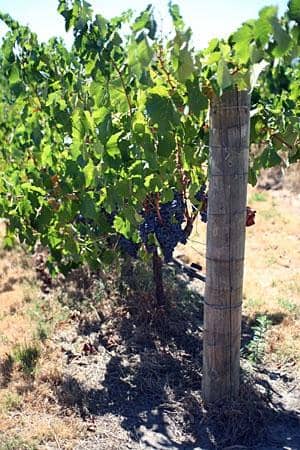 Personalized Wine Tasting